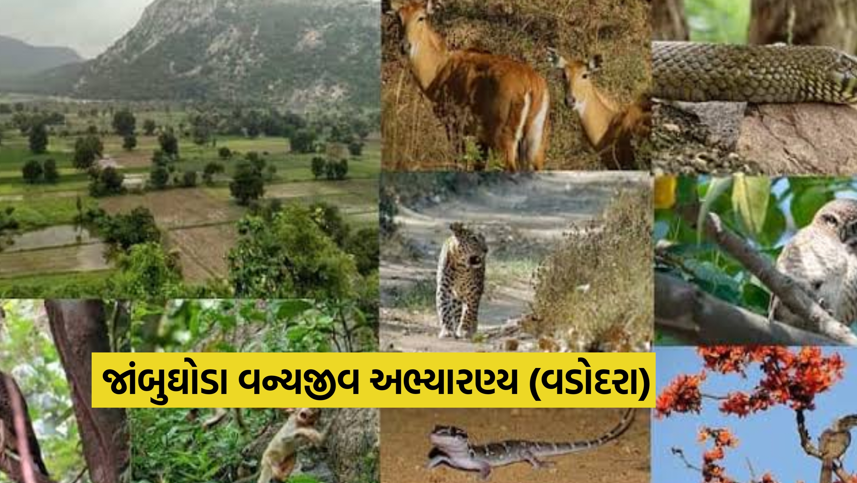 જાંબુઘોડા વન્યજીવ અભ્યારણ્ય (પંચમહાલ)
